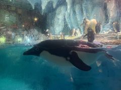 -帝企鹅自助餐厅•儿童岛•真企鹅(长隆企鹅酒店)