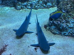 -新加坡海洋生态馆