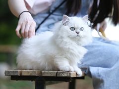 -喵zoo家庭繁育猫舍(尖东智能花园店)