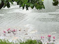 -荔湾湖公园