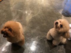 -PETKIT 小佩宠物·低压洗护·美容·寄养(安远店)