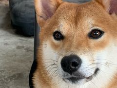 -柴犬高等学院·狗咖·柴犬售卖·宠物训练