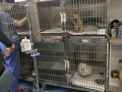 -伟伟宠物医院·CT影像中心·瑞派犬猫综合性门诊(汉口总院)