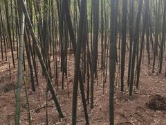 -同里国家湿地公园