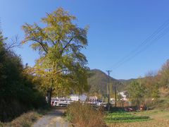 -千年银杏谷文化旅游区
