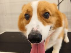 -comecome来吧宠物(奥克斯中心店)