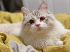 -Bastet sally猫舍购宠(静安店)