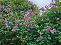 -汉长安城未央宫国家考古遗址公园