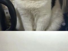 -芭比堂宠物医院·全科爱猫医院·仁德分院
