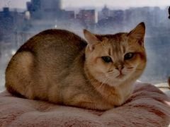 -共舞时光猫咖·狗咖(新街口店)