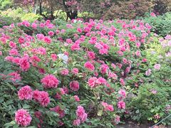 -洛阳市隋唐城遗址植物园