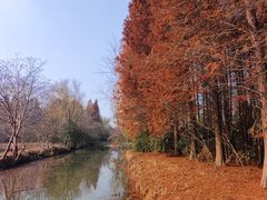 -溱湖国家湿地公园