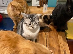 -猫小院猫主题咖啡厅(北锣店)