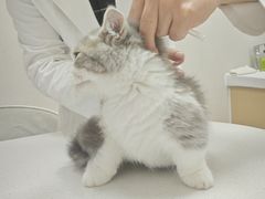 -瑞鹏宠物医院·骨科·猫科·内科(第一中心)