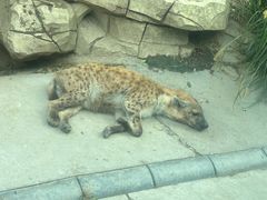 -北京野生动物园