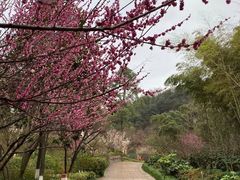 -杭州半山国家森林公园