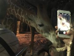 -清迈夜间动物园