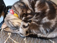 -平行世界·猫咖(首经贸店)