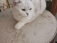-平行世界·猫咖(首经贸店)