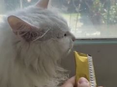 -北京观赏动物医院·24小时大型综合·猫专科·异宠专科