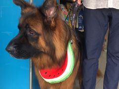 -康爱犬猫诊所·牙专科·骨外科·影像内科(丰宁店)