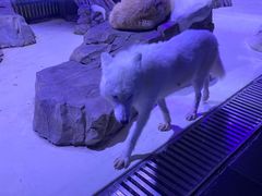-上海海昌海洋公园