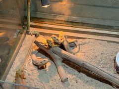-上海大自然野生昆虫馆