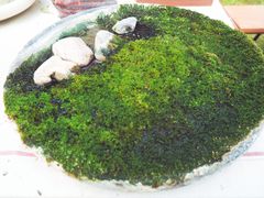 -杭州植物园
