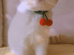 -帕帕拉兹宠物(亚洲旗舰店)