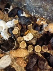 -酷嗒动物文化乐园(cutezoo西溪乐天城店)