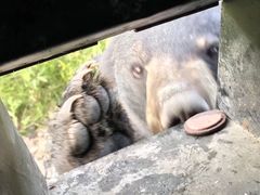 -黑瞎子岛探秘野熊园