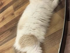-袖虎·猫馆(体育西路店)
