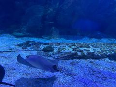 -海合安武汉极地海洋公园