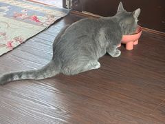 -猫岛主趣味餐厅(鼓浪屿店)