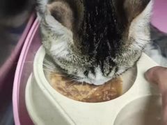 -瑞派雷欧宠物医院·24h夜诊·心脏骨科牙科·全科重症转诊中心(无影山店)