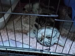 -喵zoo家庭繁育猫舍(尖东智能花园店)