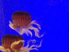 -上海海洋水族馆