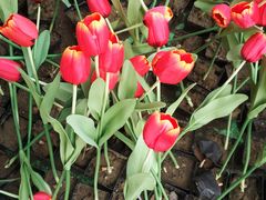 -苏州外国语学校