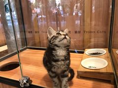 -袖虎·猫馆(体育西路店)