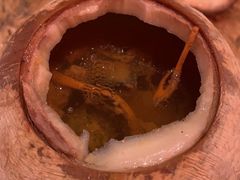 泰式椰皇炖乌鸡汤-陈鹏鹏潮汕菜(宝安机场T3航站楼店)