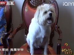 -美联众合动物医院·24h转诊中心
