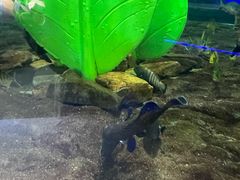 -大连圣亚海洋世界