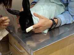 -瑞派名望24h动物医院异宠专科·猫专科·骨科·重症监护分院