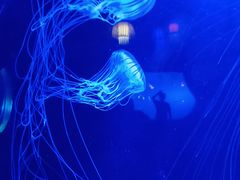 -太平洋海底世界