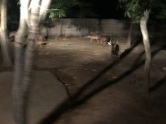 -清迈夜间动物园