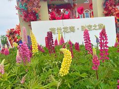 -荷兰花海