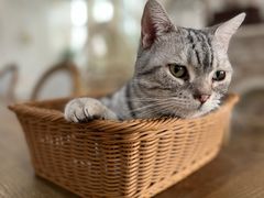 -共舞时光猫咖·狗咖(新街口店)