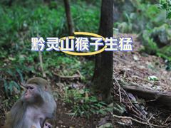-黔灵山公园