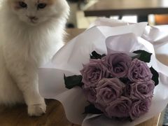 -平行世界·猫咖(首经贸店)