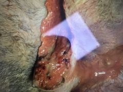 -康乐宝动物医院